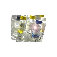 羊糖原合成酶激酶，GSK，ELISA Kit