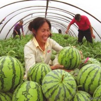 陜西大棚西瓜 8斤以上產(chǎn)地直銷  陽歷5月份大量招商