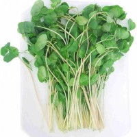 新農(nóng)村綠色蔬菜—蘿卜苗河南地區(qū)誠(chéng)招代理商