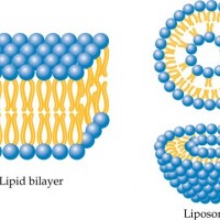 二芥?；字Ｒ掖及稤EPE|988-07-2招商