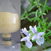 劑迷迭香提取物