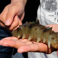 海參吃這個長得快 優(yōu)農(nóng)康專注海參飼料添加劑