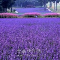 食品級薰衣草香精 薰衣草精油 日化級薰衣草香精