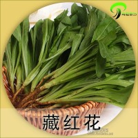 云南特產(chǎn)蔬菜批發(fā) 藏紅花綠色蔬菜 賓館供應特價批發(fā)