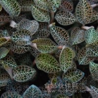 金線蓮烘干機一體式 智能高效