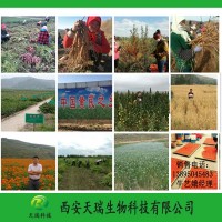 香紫蘇內(nèi)酯含量98%1kg起訂