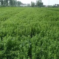 國內(nèi)甜菊糖生產(chǎn)量大的廠家