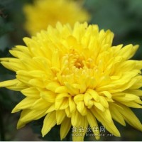 菊花黃色素