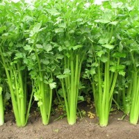 芹菜香精生產(chǎn)廠家    芹菜香精深圳供應(yīng)商