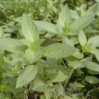 留蘭香油香精 留蘭香油香精供應(yīng)商