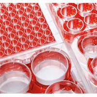 Eppendorf，細(xì)胞培養(yǎng)板，艾本德總代