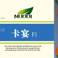 廠家直銷進口雜交優(yōu)質抗抽薹胡蘿卜種子“卡宴”