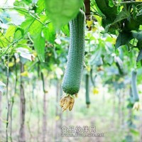 絲瓜農(nóng)藥殘留檢測(cè),絲瓜營(yíng)養(yǎng)成分檢測(cè)報(bào)告