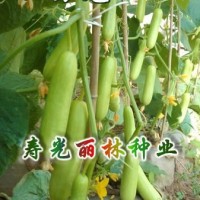 白色水果黃瓜種子-白色小黃瓜種子-小白龍