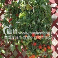 掛籃番茄--紅蕾2號
