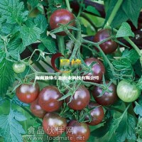 黑櫻桃番茄