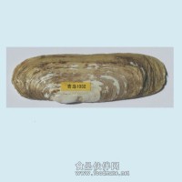 GLUE貝類標(biāo)記放流標(biāo)記