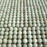 供應(yīng)綠殼蛋雞種蛋
