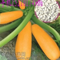 特種西葫蘆種子批發(fā)