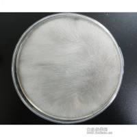 大量供應毛霉菌