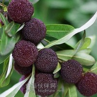 供應楊梅落果