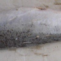 智利三文魚(yú)