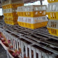 供應(yīng)正宗文昌雞