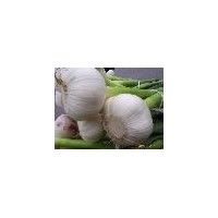 供應(yīng)大蒜提取物
