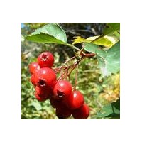 現(xiàn)貨供應(yīng)山楂提取物