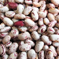 2011年產(chǎn)奶花蕓豆(圓型)