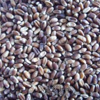 供應(yīng)黑小麥綠小麥黑小麥種子