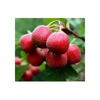 現(xiàn)貨供應(yīng)山楂提取物