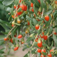 枸杞多糖 枸杞葉黃素 枸杞提取物 原料 植物提取物