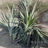 菠蘿苗 菠蘿苗 臺農(nóng)金鉆17鳳梨苗 鳳梨苗