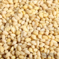 大量供應(yīng)食品廠用馬尾松仁