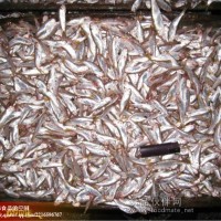 供應(yīng)飼料魚(yú)，各類魚(yú)頭等