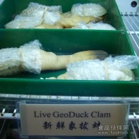 供應(yīng)美國(guó)進(jìn)口象拔蚌