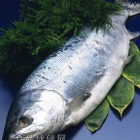 供應(yīng)挪威三文魚(yú)（冰鮮）