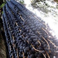 阿薩伊提取物[巴西莓提取物]