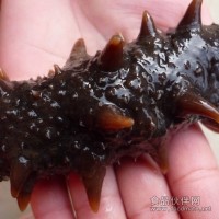 供銷本地刺參，遼參，長(zhǎng)島刺參