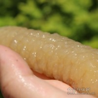 小鴻水產(chǎn)大量批發(fā)澳洲禿參， 白禿參，黃禿參價(jià)格便宜，營(yíng)養(yǎng)價(jià)值高