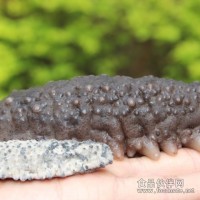 美國(guó)大肉參，南美足參，美國(guó)小肉參