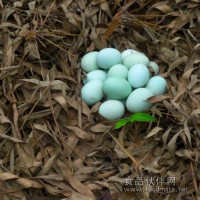 五黑雞所產(chǎn)的雞蛋，綠殼雞蛋，高營養(yǎng)雞蛋，雞蛋