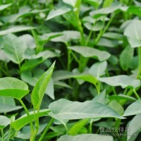 生態(tài)空心菜，原生態(tài)空心菜，龍門陣生態(tài)農(nóng)場空心菜