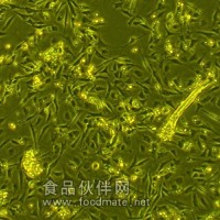大鼠組織源性原代細(xì)胞。