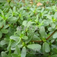 荷蘭馬齒莧種子 直立馬齒莧