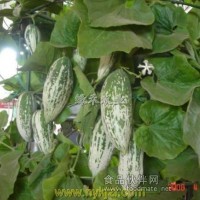 變色瓜種子 老鼠瓜種植 金芒果