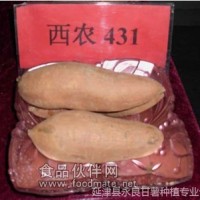 供應(yīng)永良甘薯-脫毒西農(nóng)431