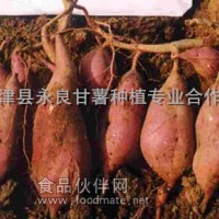 供應(yīng)脫毒豫薯13