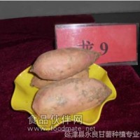 廠家長期供應(yīng)龍薯9號-優(yōu)質(zhì)紅薯